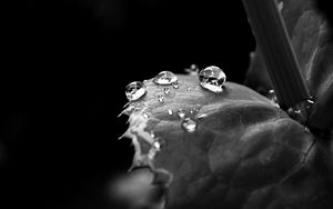 Preview wallpaper leaf, drop, dew, black and white