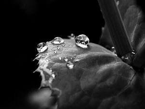 Preview wallpaper leaf, drop, dew, black and white