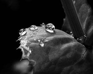 Preview wallpaper leaf, drop, dew, black and white