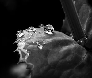 Preview wallpaper leaf, drop, dew, black and white