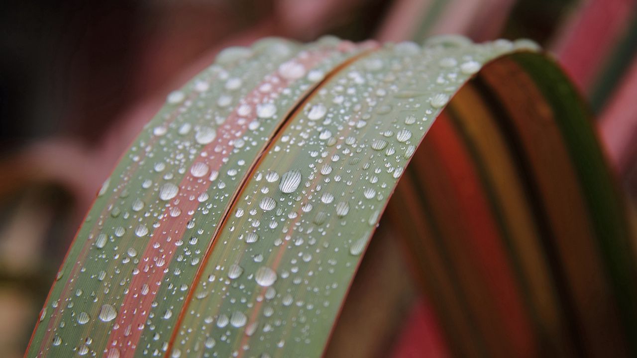 Wallpaper leaf, drop, dew, plant