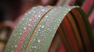 Preview wallpaper leaf, drop, dew, plant