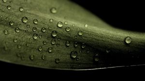 Preview wallpaper leaf, drop, dew, dark