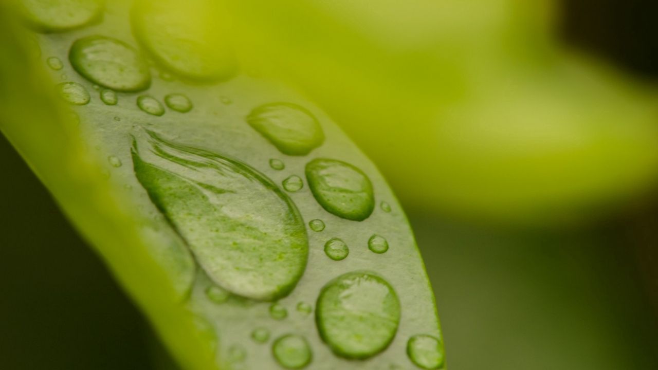 Wallpaper leaf, drop, dew