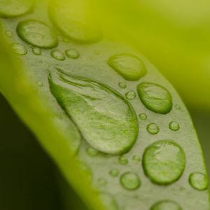 Preview wallpaper leaf, drop, dew