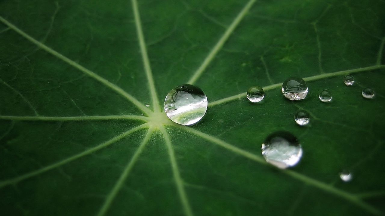 Wallpaper leaf, drop, dew, green, form