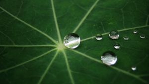 Preview wallpaper leaf, drop, dew, green, form