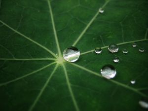 Preview wallpaper leaf, drop, dew, green, form