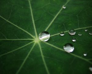 Preview wallpaper leaf, drop, dew, green, form