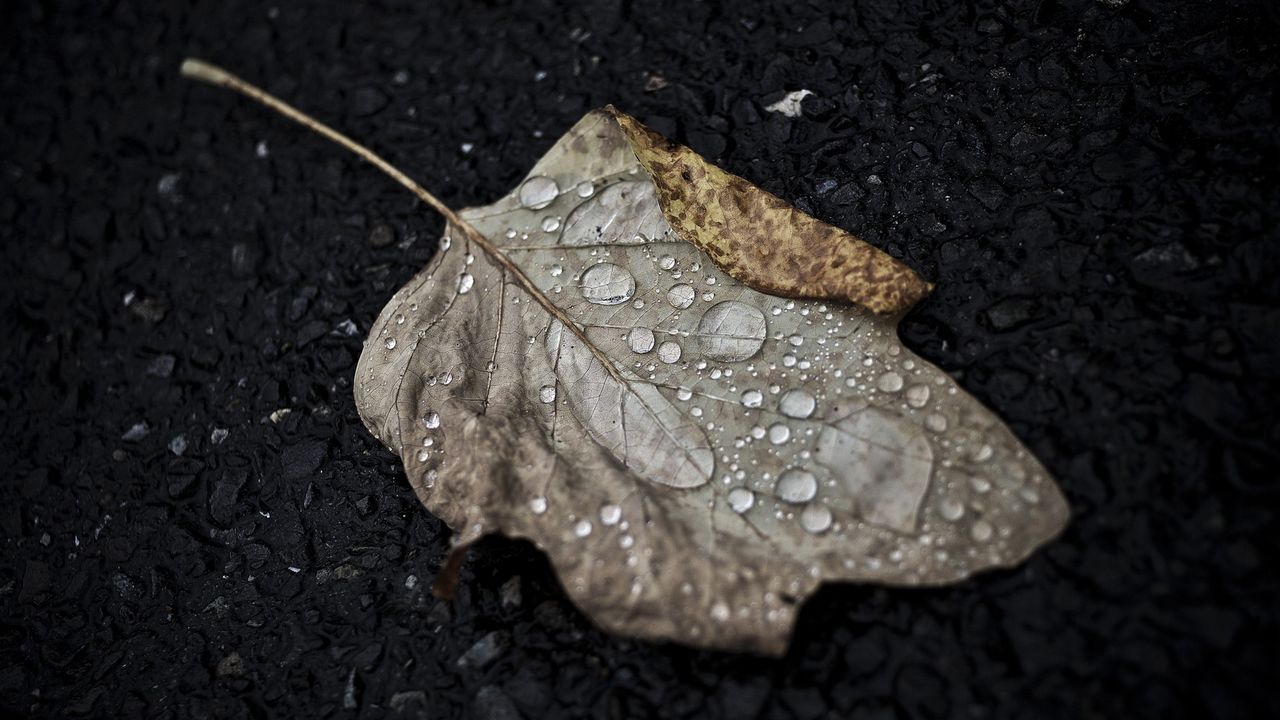 Wallpaper leaf, drop, fall, macro