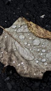 Preview wallpaper leaf, drop, fall, macro