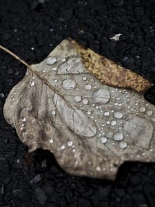 Preview wallpaper leaf, drop, fall, macro