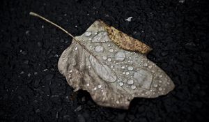 Preview wallpaper leaf, drop, fall, macro