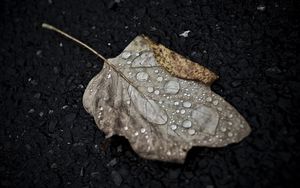 Preview wallpaper leaf, drop, fall, macro