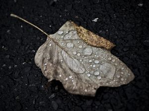 Preview wallpaper leaf, drop, fall, macro