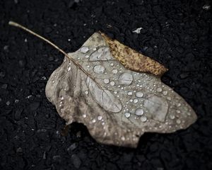 Preview wallpaper leaf, drop, fall, macro