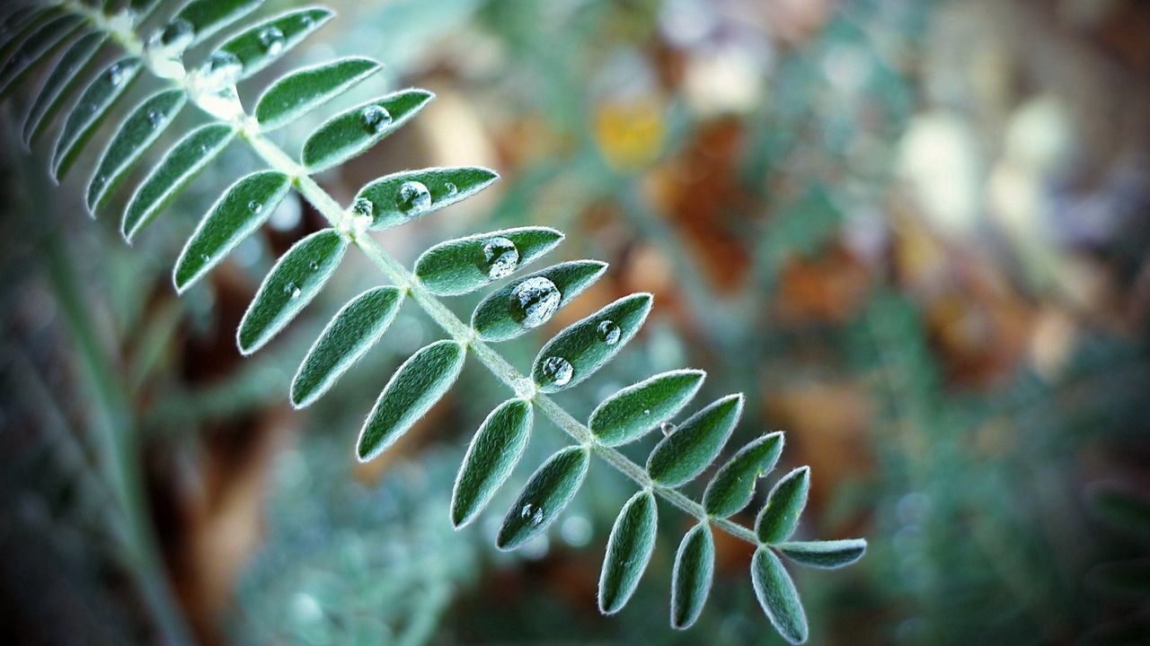 Wallpaper leaf, drop, form, light, dew