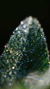 Preview wallpaper leaf, drop, macro