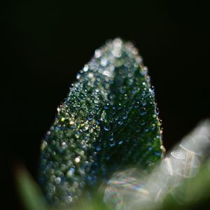 Preview wallpaper leaf, drop, macro