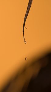 Preview wallpaper leaf, drop, macro, brown