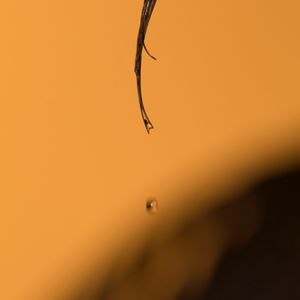 Preview wallpaper leaf, drop, macro, brown