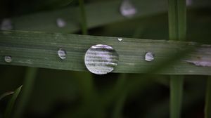 Preview wallpaper leaf, drop, macro, green