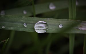 Preview wallpaper leaf, drop, macro, green