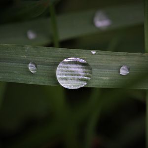 Preview wallpaper leaf, drop, macro, green