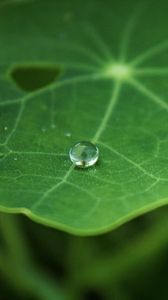 Preview wallpaper leaf, drop, macro, green, blur