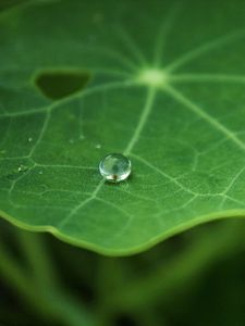 Preview wallpaper leaf, drop, macro, green, blur