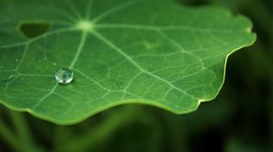 Preview wallpaper leaf, drop, macro, green, blur