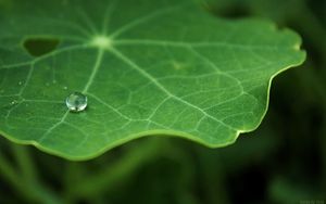 Preview wallpaper leaf, drop, macro, green, blur