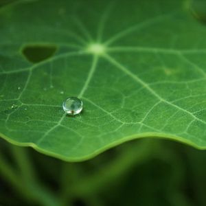 Preview wallpaper leaf, drop, macro, green, blur