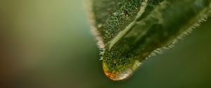 Preview wallpaper leaf, drop, macro, green, plant