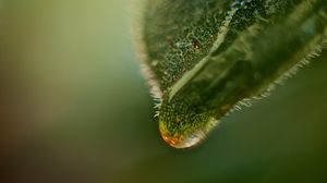 Preview wallpaper leaf, drop, macro, green, plant