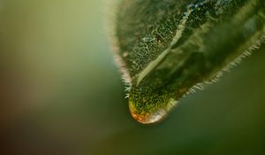 Preview wallpaper leaf, drop, macro, green, plant