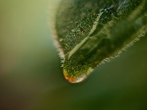 Preview wallpaper leaf, drop, macro, green, plant