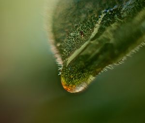 Preview wallpaper leaf, drop, macro, green, plant