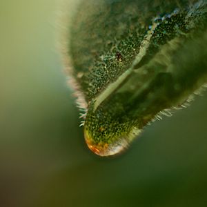 Preview wallpaper leaf, drop, macro, green, plant