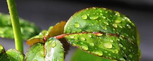 Preview wallpaper leaf, drop, mildew, twig