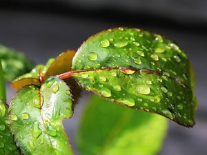Preview wallpaper leaf, drop, mildew, twig