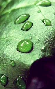 Preview wallpaper leaf, drop, moisture, mildew, plant