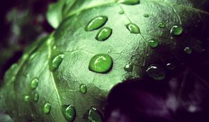Preview wallpaper leaf, drop, moisture, mildew, plant