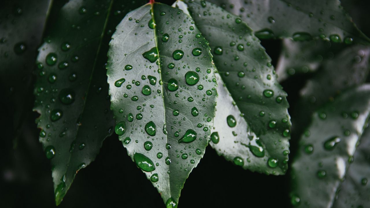 Wallpaper leaf, drop, plant