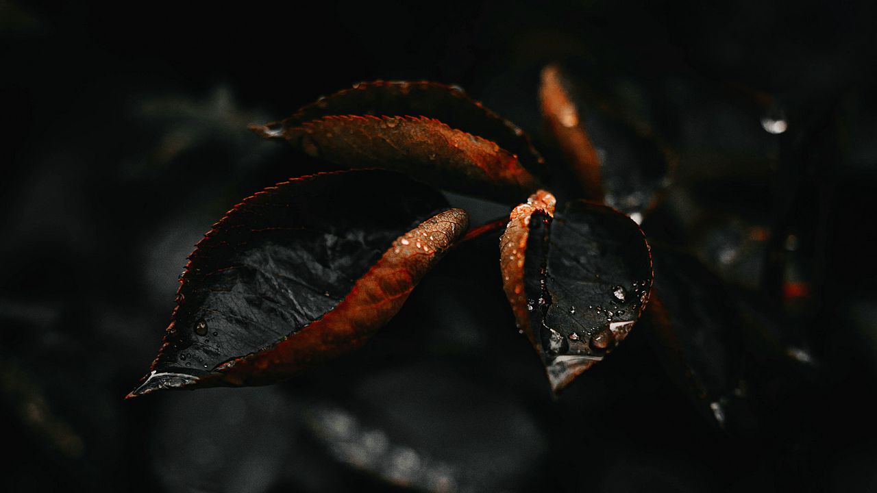 Wallpaper leaf, drop, plant, macro