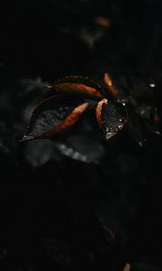 Preview wallpaper leaf, drop, plant, macro