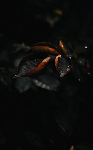 Preview wallpaper leaf, drop, plant, macro