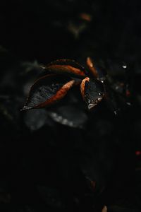 Preview wallpaper leaf, drop, plant, macro