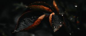 Preview wallpaper leaf, drop, plant, macro
