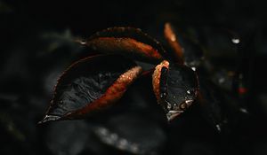 Preview wallpaper leaf, drop, plant, macro
